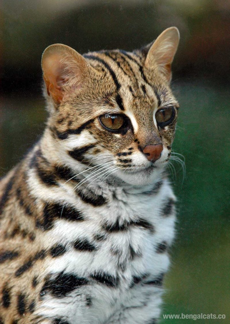 Asian Leopard Cat Prionailurus Bengalensis Bengal Cats 7971