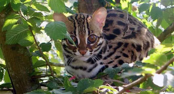 Asian leopard cat (Felis bengalensis)
