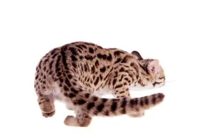 Asian Leopard Cat Tail