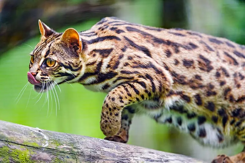 Asian leopard cat store pet