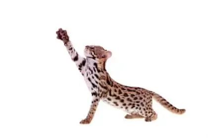 Asian Leopard Kitten