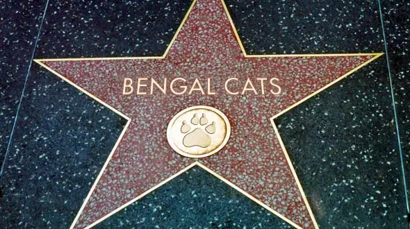 Bengal Cats Celebrities