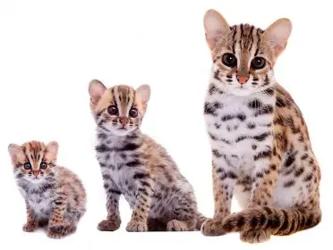 Felis Bengalensis Leopard Cat Kittens