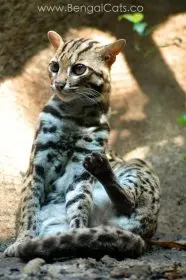 Asian Leopard Cat - Prionailurus Bengalensis