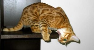 Bengal Cat Behavior Problems | Bengalcats.co