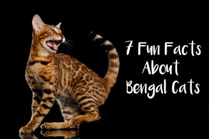 7 Fun Facts about Bengal Cats | Bengalcats.co