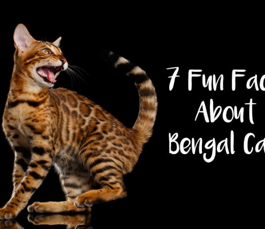 7 Fun Facts about Bengal Cats 7 Fun Facts About Bengal Cats
