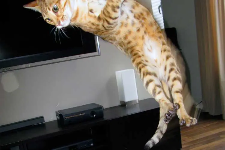 Bengal Cat Jumping High