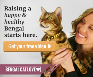 Bengal Cat Love Videos