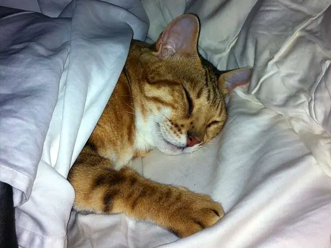 Bengals Under Bed Sheets Photos | Bengal Cats