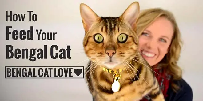 How To Feed Your Bengal Cat
