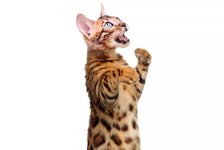 Bengals are very vocal
