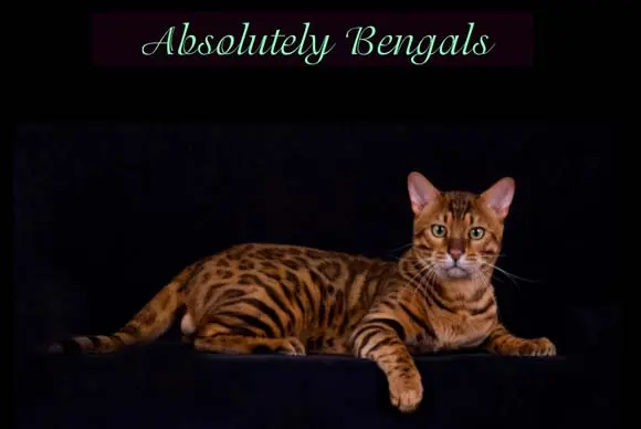 Bengal Cat Breeders In Idaho Usa Bengalcats Co Directory