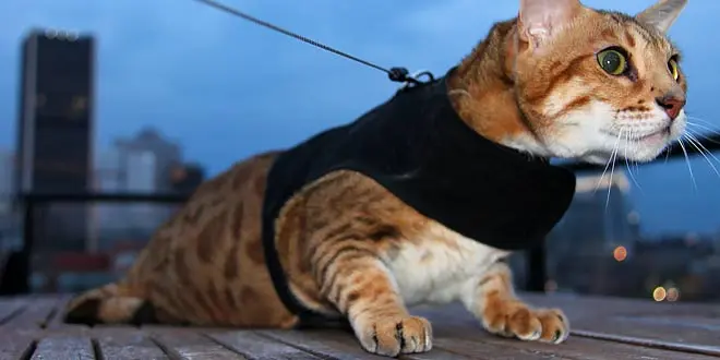 Bengal Cat Harness Leash