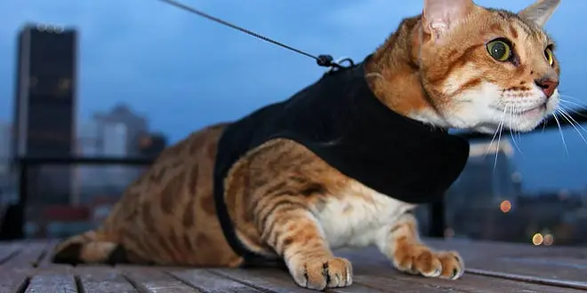 How To Train Your Cat To Walk On A Leash