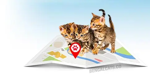 bengal cattery listing search img