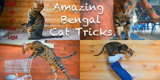 Kaiser The Bengal Doing Amazing Cat Tricks