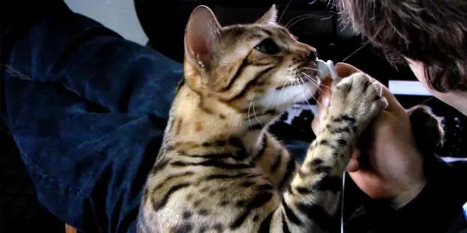 Linus Bengal Cat Earbuds