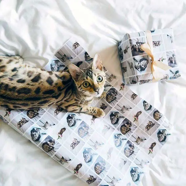 Lumi Bengal - Wrapping paper