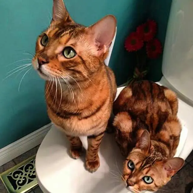 Simba and Tink on the toilet