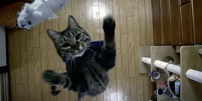 Cat jumps to incredible heights