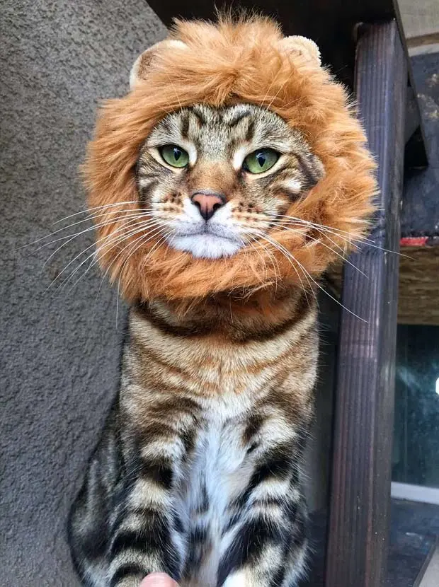 California Cats Lion Mane