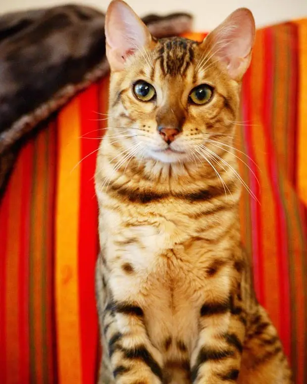 Benedict The Bengal is the king of the castle