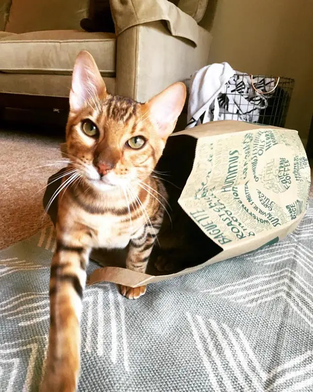 Benedict The Bengal Loves Wholefood Bags