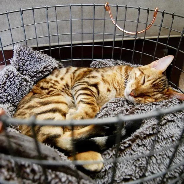 Benedict The Bengal, Afternoon naps