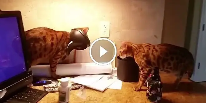 Bengal cat gets head stuck in mini garbage lid
