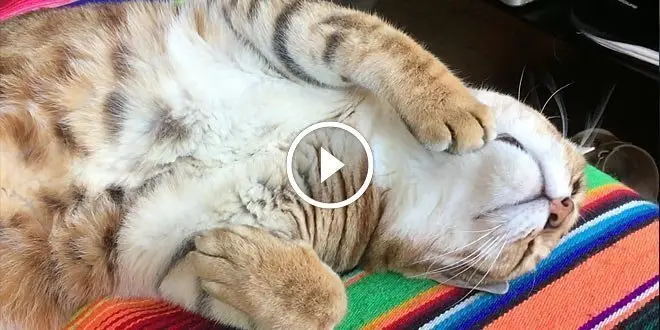 Bengal Cat Demands with Paw to be Petted Under the Chin