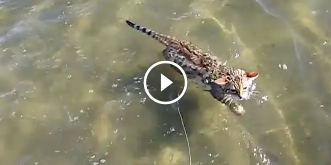 Bengal Kitty Gets His First Swimming Lesson At The Beach