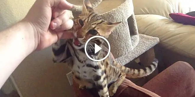 F1 Bengal gives his owners the best greeting ever