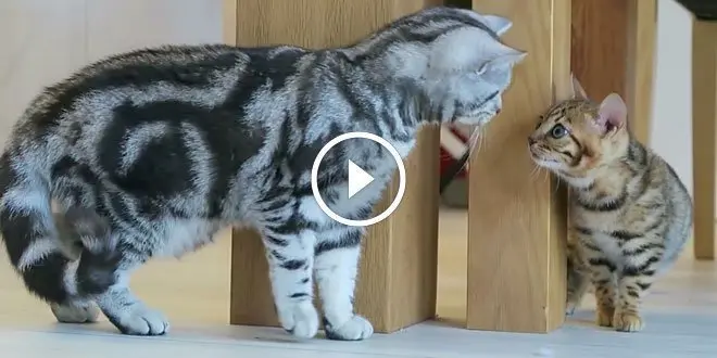Tabby Cat Welcomes A Bengal Kitten Into The Household
