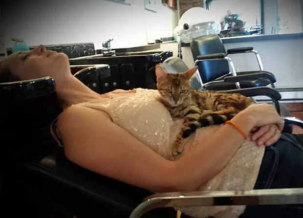 Bengal Cat with customer at hair salon in Montreal