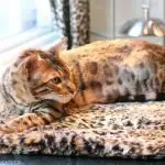 A bengal resting at Hair Salon in Montreal