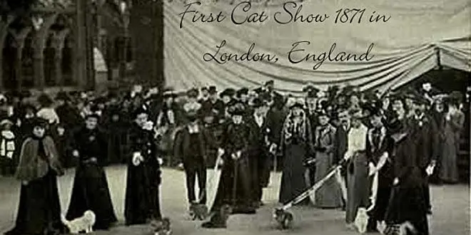 First Cat Show in 1871 Crystal Palace, London
