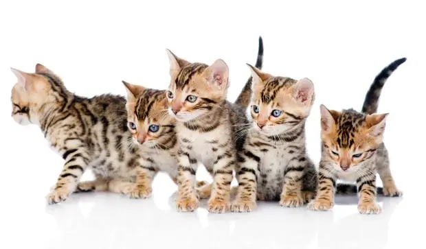 Bengal kittens for sale from a breeder