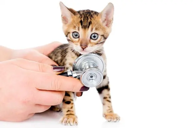 Bengal kitten at the vet