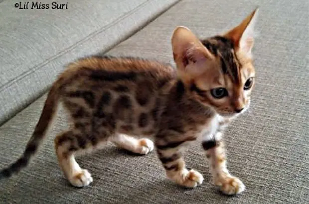 Bengal Kitten Lil Miss Suri