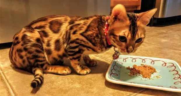 Choosing The Healthiest Diet For Your Cat