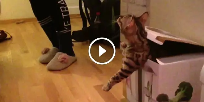 HILARIOUS Bengal Cat Thinks he is Jack in the Box!