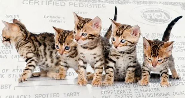 The Importance Of Selecting A Reputable Bengal Breeder