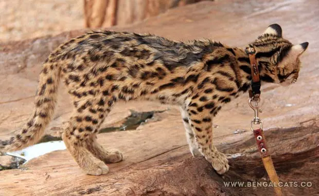 Domesticated Asian Leopard Cat