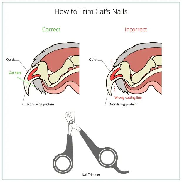 How To Trim Cat’s Nails - Bengal Cats