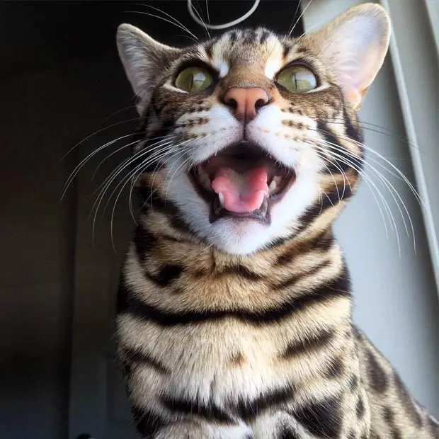 F1 Bengal sticking his tongue out