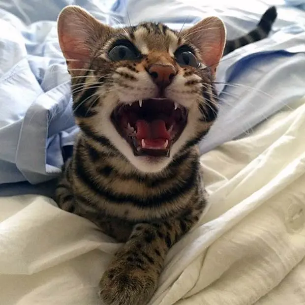 This F1 Bengal wants attention