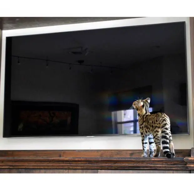 Bengal in front of a flat screen TV 