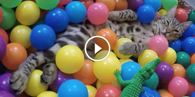 Boomer Playing In The Ball Pit