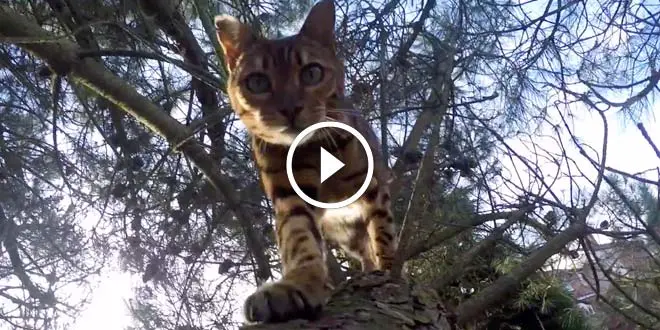 GoPro Follows a Bengal Cat's Backyard Adventures